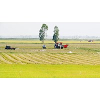 Mức hỗ trợ ổn định đời sống khi thu hồi đất trồng lúa mới nhất