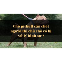 Chó pitbull cắn chết người thì chủ chó có bị xử lý hình sự ?