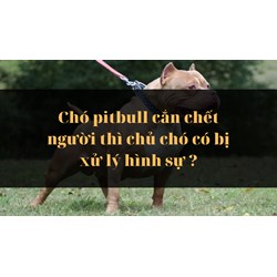 Chó pitbull cắn chết người thì chủ chó có bị xử lý hình sự ?