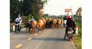 Gia súc thả rông gây tai nạn giao thông làm chết người, chủ gia súc có thể bị phạt tù không?