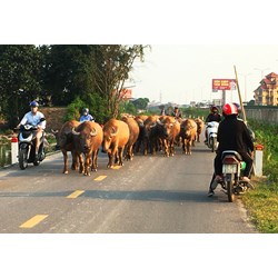 Gia súc thả rông gây tai nạn giao thông làm chết người, chủ gia súc có thể bị phạt tù không?
