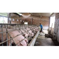 Trường hợp nào giấy chứng nhận đủ điều kiện chăn nuôi đối với chăn nuôi trang trại quy mô lớn bị thu hồi ?