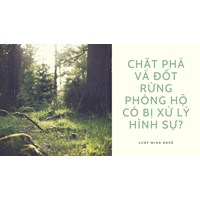 Chặt phá và đốt rừng phòng hộ có bị xử lý hình sự?