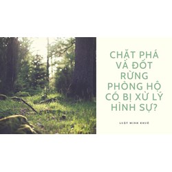 Chặt phá và đốt rừng phòng hộ có bị xử lý hình sự?