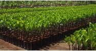 Cố ý tẩy xóa, sửa chữa Giấy phép xuất khẩu, nhập khẩu giống cây trồng thì bị xử phạt như thế nào?