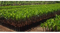 Cố ý tẩy xóa, sửa chữa Giấy phép xuất khẩu, nhập khẩu giống cây trồng thì bị xử phạt như thế nào?