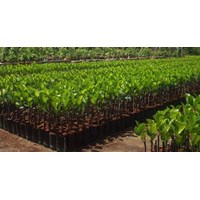 Cố ý tẩy xóa, sửa chữa Giấy phép xuất khẩu, nhập khẩu giống cây trồng thì bị xử phạt như thế nào?
