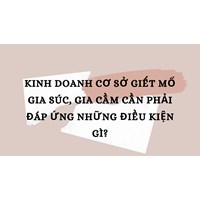 Kinh doanh cơ sở giết mổ gia súc, gia cầm cần phải đáp ứng những điều kiện gì?