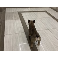 Có được nuôi chó, mèo trong nhà chung cư?