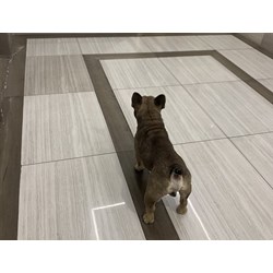 Có được nuôi chó, mèo trong nhà chung cư?