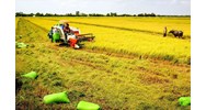 Điều kiện để nhận chuyển nhượng đất trồng lúa đối với cá nhân là gì?