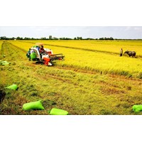 Điều kiện để nhận chuyển nhượng đất trồng lúa đối với cá nhân là gì?