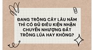 Đang trồng cây lâu năm thì có đủ điều kiện nhận chuyển nhượng đất trồng lúa hay không?
