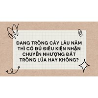Đang trồng cây lâu năm thì có đủ điều kiện nhận chuyển nhượng đất trồng lúa hay không?