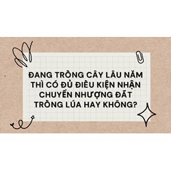 Đang trồng cây lâu năm thì có đủ điều kiện nhận chuyển nhượng đất trồng lúa hay không?