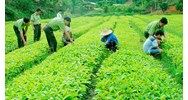 Sử dụng phân bón nhập khẩu không đúng mục đích ghi trong Giấy phép nhập khẩu thì xử lý như thế nào?