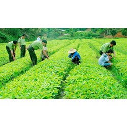 Sử dụng phân bón nhập khẩu không đúng mục đích ghi trong Giấy phép nhập khẩu thì xử lý như thế nào?