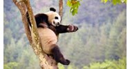 Buôn bán trái phép động vật hoang dã là gì? Bị xử phạt như thế nào?