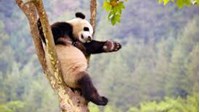 Buôn bán trái phép động vật hoang dã là gì? Bị xử phạt như thế nào?