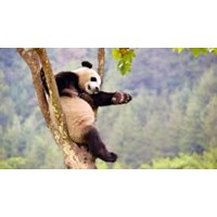 Buôn bán trái phép động vật hoang dã là gì? Bị xử phạt như thế nào?