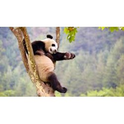 Buôn bán trái phép động vật hoang dã là gì? Bị xử phạt như thế nào?