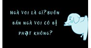 Ngà voi là gì? Buôn bán ngà voi có bị phạt không?