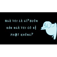 Ngà voi là gì? Buôn bán ngà voi có bị phạt không?