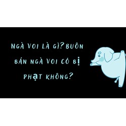 Ngà voi là gì? Buôn bán ngà voi có bị phạt không?