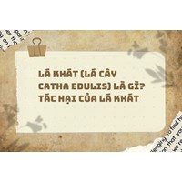 Lá khát (lá cây Catha edulis) là gì? Tác hại của lá khát