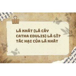 Lá khát (lá cây Catha edulis) là gì? Tác hại của lá khát