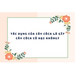 Tác dụng của cây côca là gì? Cây côca có hại không?