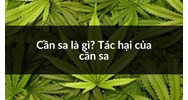 Cần sa là gì? Tác hại của cần sa