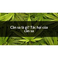 Cần sa là gì? Tác hại của cần sa
