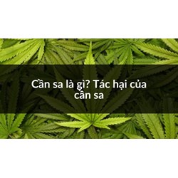 Cần sa là gì? Tác hại của cần sa