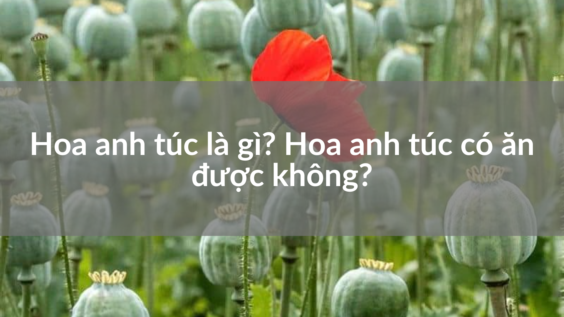 Hoa Anh Túc Là Gì? Hoa Anh Túc Có ăn được Không?