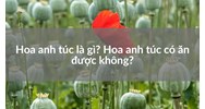 Hoa anh túc là gì? Hoa anh túc có ăn được không?