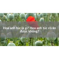 Hoa anh túc là gì? Hoa anh túc có ăn được không?