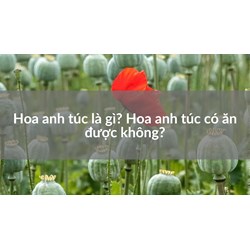 Hoa anh túc là gì? Hoa anh túc có ăn được không?
