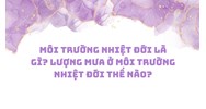 Môi trường nhiệt đới là gì? Lượng mưa ở môi trường nhiệt đới thế nào?