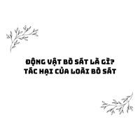 Động vật bò sát là gì? Tác hại của loài bò sát