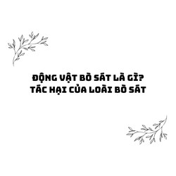 Động vật bò sát là gì? Tác hại của loài bò sát