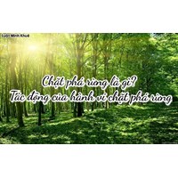 Chặt phá rừng là gì? Tác động của hành vi chặt phá rừng