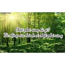 Chặt phá rừng là gì? Tác động của hành vi chặt phá rừng