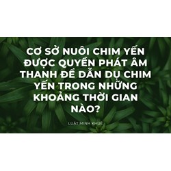Cơ sở nuôi chim yến được quyền phát âm thanh để dẫn dụ chim yến trong những khoảng thời gian nào?