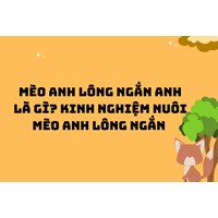 Mèo anh lông ngắn Anh là gì? Kinh nghiệm nuôi mèo Anh lông ngắn