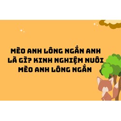 Mèo anh lông ngắn Anh là gì? Kinh nghiệm nuôi mèo Anh lông ngắn