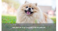 Chó phốc sóc là gì? Lưu ý khi nuôi chó phốc sóc