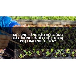 Sử dụng Bằng bảo hộ giống cây trồng đã hết hiệu lực bị phạt bao nhiêu tiền?