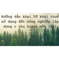 Hướng dẫn khai Tờ khai thuế sử dụng đất nông nghiệp (áp dụng đối với đất trồng cây lâu năm thu hoạch một lần)