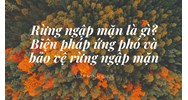 Rừng ngập mặn là gì? Biện pháp ứng phó và bảo vệ rừng ngập mặn